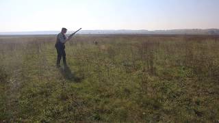 Wirehaired Vizslas partrdige hunting Zoldmali Extreme and Speedy [upl. by Kirschner]