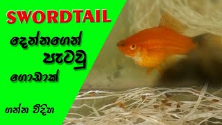 Swordtail fish breeding [upl. by Cordle]