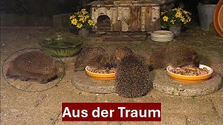 Igel Ratzfatz und sein gescheitertes Rendezvous Nr 197 01062024 [upl. by Sari]