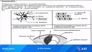 Correction exercice  SVT  Le tissu nerveux 🔴 [upl. by Shank]