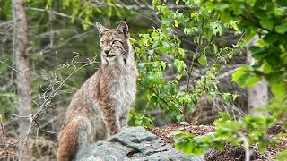 Eurasian lynx Lynx lynx Uppland Sweden 03 July 2024 Iphone  a bit digiscoping Full video [upl. by Liberati838]