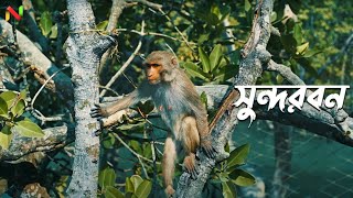 Sundarban  Cinematic Travel Film  World Environment Day [upl. by Callie866]