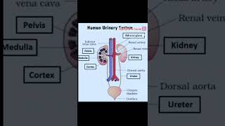 Urinary system  الجهاز البولي [upl. by Tibbs484]