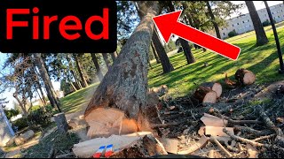 Massive Tree Crashes  Wrong Direction [upl. by Kare]