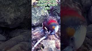 বুদ্ধিমান পাখি। আল্লাহর অপরুপ সৃষ্টি। birdsshortvideos ভাইরালভিডিও [upl. by Reichert]