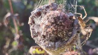 GREEN LYNX SPIDER BABIES [upl. by Willet]