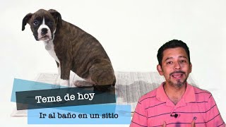 IR AL BAÑO EN UN SOLO SITIO  Cómo enseño a mi perro a que vaya al baño en un solo lugar [upl. by Berthe]