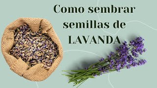 Como sembrar semillas de LAVANDA 🌱 súper FACIL desde casa  👩‍🌾 Hazlo tu mismo [upl. by Ubald]