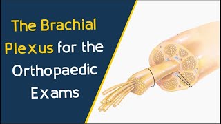 The Brachial Plexus for the Orthopaedic FRCS Exams [upl. by Eelrahc]