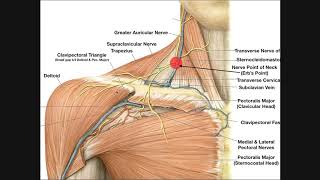 Venous Drainage of the Upper Extremities [upl. by Adnolehs]