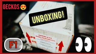 Unboxing of F1Gargoyle Gecko [upl. by Cirre]