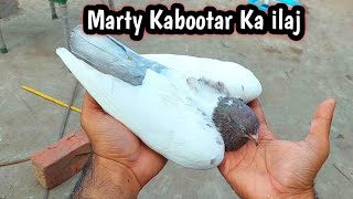 Sardi Lagy Kabootar Ka ilaj  Hashim Mahmood Pigeons [upl. by Mercorr]