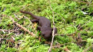 Roughskinned newt  Taricha granulosa [upl. by Tezzil]