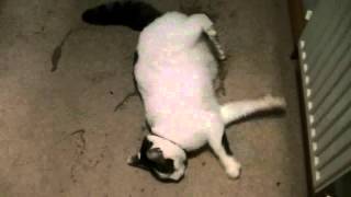 Cat having grand mal epileptic fit feline epilepsy seizure [upl. by Jenne997]