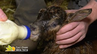 Sullappennino bolognese in visita a un allevamento di capre camosciate delle Alpi [upl. by Sungam]