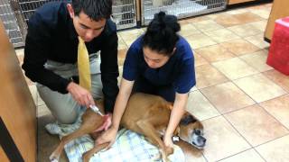 A Veterinary Neurological Exam [upl. by Carli]