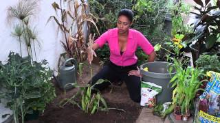 How to Detassel Corn  The Chefs Garden [upl. by Lennahs]