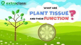 Plant Tissues  Part II Meristematic  Permanent Tissues  Class 9 Biology [upl. by Kappenne645]