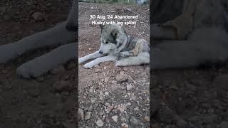 30 Aug 24 Abandoned Husky with leg splint [upl. by Adis]