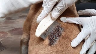 Spraying Fleas Medicine On Dog To Get Rid Of Dogs Fleas And Ticks [upl. by Fenella]