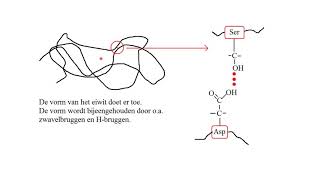 samenvatting vwo Biochemie [upl. by Warwick618]