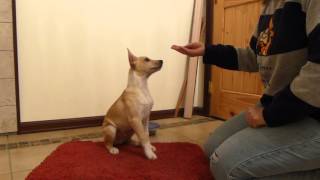 Puppy Training 101  Sit Down and Attention [upl. by Balch]