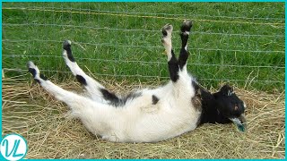 Outrageous Acts Of Science  Meet The Funny Fainting GOATS [upl. by Klarika]