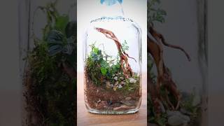 Making a terrarium in a recycled bottle [upl. by Ariak]