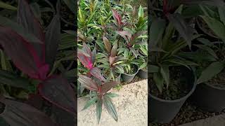 نبات الكوردلين Cordyline terminalis ويعرف أيضاً باسم Cordyline fruticosa garden flowers bonsai [upl. by Dougal]