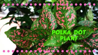 Polka Dot Hypoestes phyllostachya Care and Propagation [upl. by Cicero532]