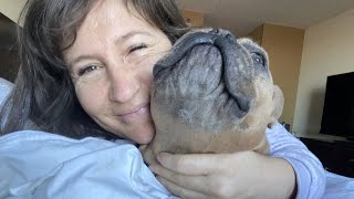 Runaway French Bulldog ‘Rescued’ Ends Up 3000 Miles Away [upl. by Muraida]