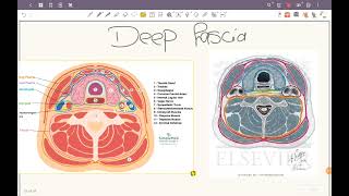 FASCIA OF THE NECK [upl. by Jaddo]