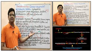 Immunopharmacology Part07 Immunosuppressant 03 Calcineurin Inhibitors  Cyclosporine [upl. by Malti]