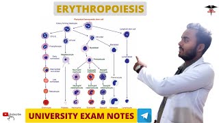 Erythropoiesis  Blood Physiology [upl. by Ricardama990]