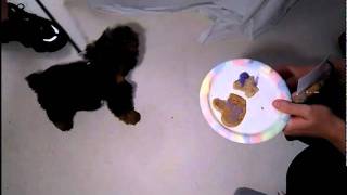 Dog Cake for Small Dog Treats [upl. by Siron]