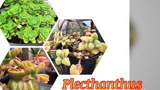 ต้นวิคส์และผองเพื่อนPlectranthus tomentosa vicks plant n friends [upl. by Amethyst]