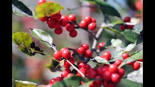 Winterberry Holly Ilex verticillata [upl. by Zadack]