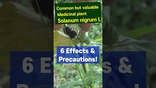 Anticancer herb Solanum nigrum L 6 Effects amp Precautions [upl. by Massimo]