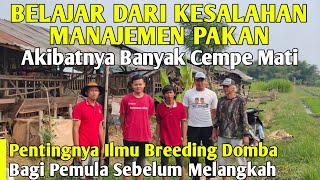 Pentingnya Manajemen Pakan dalam Breeding Domba salah dikit fatal akibatnya  Cerita Peternak Sukses [upl. by Crescentia]