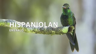 Hispaniolan Emerald hummingbird colibrí beijaflor picaflor DominicanRepublic [upl. by Yeliw]