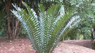 African Cycads Encephalartos ferox [upl. by Vonny631]