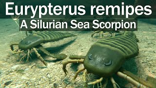 Eurypterus remipes  A Silurian Sea Scorpion [upl. by Zulema912]