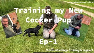 Ep1 Training my New Working Cocker Spaniel Puppy [upl. by Cowen]