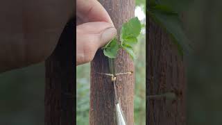 Fruit trees can be quickly propagated through grafting nature grafting viralvideo tree ree [upl. by Enelaj]