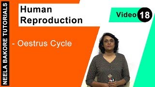 Human Reproduction  NEET  Oestrus Cycle  Neela Bakore Tutorials [upl. by Haleemak]