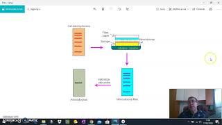 Visualizzazione DNA separato con elettroforesi [upl. by Tnaryb]