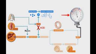 Renin Angiotensin System Blockers [upl. by Brittany430]