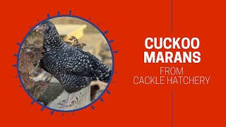 Cuckoo Marans Chicken Breed Breeder Flock  Cackle Hatchery [upl. by Perr430]