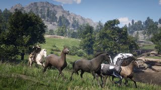 Photographing Wild Horses  Red Dead Redemption 2 [upl. by Neirad210]