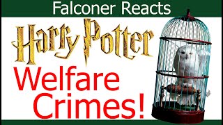 Falconer Reacts to Harry Potter  Birds of Prey in Films [upl. by Abekam]